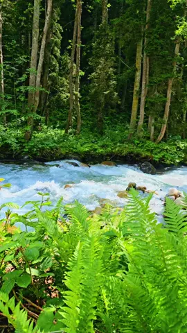 #مرتفعات_ايدر #طربزون_اوزنجول #الشمال_التركي #مرتفعات_الشمال_التركي #ايدر 