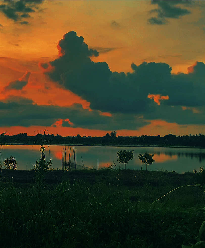 một cành hoa anh xin đưa tay với lấy ...📸🌅🌾#canhdep #canhdepmientay #binhyen #chill #hoanghon 