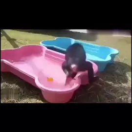 Bigalim is in trouble #fyf #ghanatiktok🇬🇭 #100kviews #fypシ #funnyanimals @🌬️🌊⭐️LADY TALATA🌊( VEEDASH) @Dollys_perfume @OBOTAN @This account is on sale @Skinny Man @obaapaba Afia @tfits.kay @🆁🅸🅶🅷🆃🅴🅾🆄🆂 🅶🅾🅳 💛🖤 @Up2noW. Love love & Hate hate 