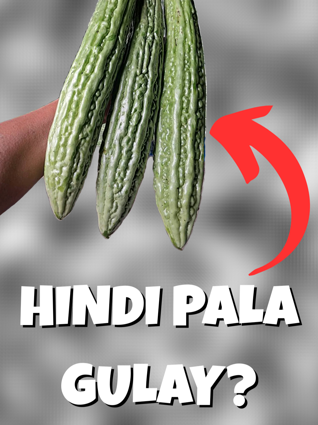 AMPALAYA / BITTER MELON / BITTER GOURD Ampalaya, also called bitter melon or bitter gourd, is not a vegetable. It is actually a fruit that comes from a tropical vine named Momordica charantia. Its wild form started in Africa and eventually spread across Asia, finding a special place in Filipino kitchens. Over time, it became part of family traditions and a symbol of resilience and health. In the Philippines, ampalaya is used in beloved dishes like ginisang ampalaya and pinakbet. Its distinctive bitter taste is softened with eggs, tomatoes, or shrimp, creating meals that generations remember. Many families still recall the aroma of sizzling ampalaya and the warmth of sharing it at the table. Did you know that Filipinos also use “ampalaya” as a figure of speech? It describes people who hold onto bitterness or grudges, just like the flavor of the fruit itself. Modern research shows ampalaya is rich in vitamins and has been studied for its potential to support healthy blood sugar levels. From backyard gardens to grandma’s kitchen, ampalaya carries history, memory, and lessons about facing the bitter moments in life. #fyp #educational #FilipinoFoodHistory #BitterGourdTrivia #AmpalayaLegacy #HealthyEatingPhilippines #CulturalCuisine #TropicalFruitFacts #FoodNostalgia #PhilippineHeritage #TraditionalVegetables #HealingPlants