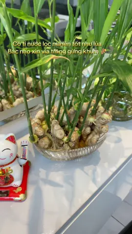 Nhìn đã quá . Lá này chắc rang tép được rồi các bác nhỉ 🤣#xh#tronggungphongthuy #lentoptiktok 