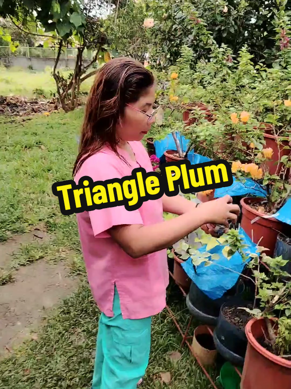 #bougainvillea #triangleplum #bougainvilleafertilizer #flowerfertilizer #pampabulaklak 