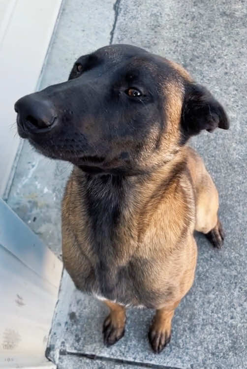 Belgian Malinois Core. #belgianmalinois #dog #foryou #funnydog #fyp #usa 