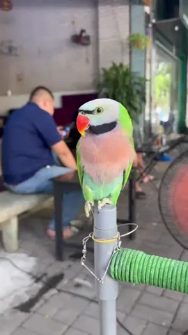 Nhớ hôm nữa e khó lắm mà ta #xuhuong #giảitritiktok #doclabinhduong #vetnguchongnoi #vetnguchongnon 