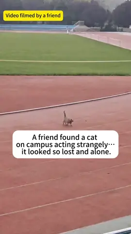 I rescued a cat #adoptdontshop #rescue #heartwarming 