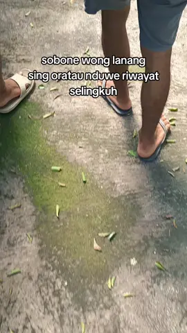 sobone wong tulus.  #kicaumania #pasarburung #ngombyokburung #hobiburung #umumecahnom 