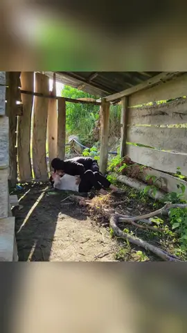 #Vlog #garden #bushcraft #viralvideos 