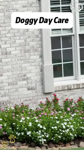 It’s not just daycare — it’s his happy place.🐕#dog #dogdaycare #happydog #fyp #doglover