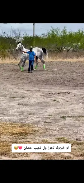 انا جبت حصان وينعل ابو الجواز