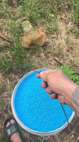 Tiếp tục seri vào dinh dưỡng cho mấy e.mỗi cây 1kg vậy có nhiều k các bác