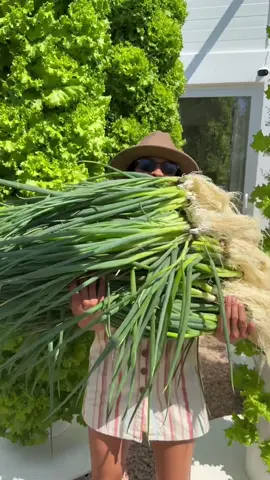 Maximizing spring onion cultivation by growing up to 312 spring onions per aeroponic tower every 6 weeks. We recommend sowing 6 seeds per growing port to achieve perfectly sized bunches, optimizing tower space and increasing overall yield output. #springonion #greenonion #scallions #farming #agriculture   