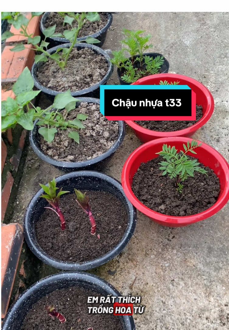 Trồng hoa dạng bụi nhỏ thì nên lựa chậu nhựa t33 này nha mng. Kích thước 30x16 vừa xinh luôn ạ #oanhmelamvuon #chaunhuat33 #chautronghoatet 