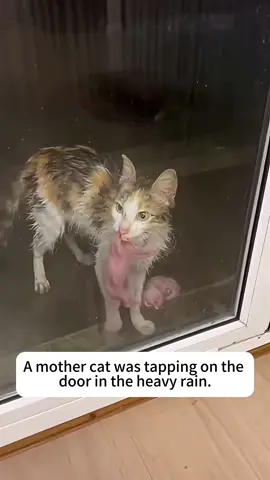 A mother cat was tapping on the door in the heavy rain,then…#cat#catlover #funnyvideos #foryou #usa🇺🇸 