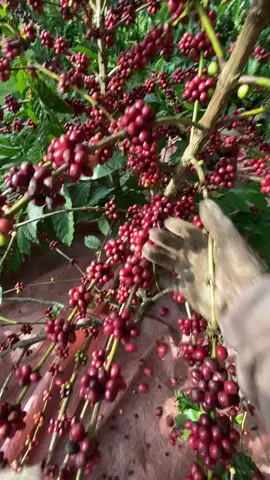 chỗ các b hái cà gần xong ch 🥰#xh #nôngdân #càphê 