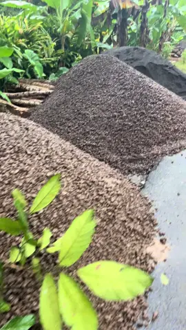 Neras lancar sagala rupi na jalu🤲