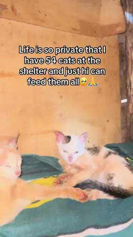 Gofoundme link in the bio #fyppppppppppppppppppppppp #catoftiktok #VoiceEffects 