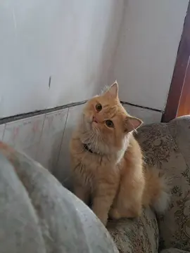 #promomakan1111 #fyp #kucinglucu #fyppppppppppppppppppppppp #kucingtiktok 