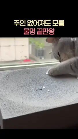 주인 없어져도 모르는 고양이 #물멍 