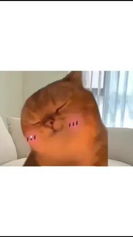 yapapa uyapapaa #foryou #meme #memes #cat #fyp 