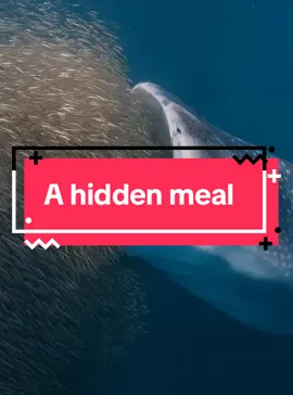 A hidden meal #whale #sea #fyp #ai 