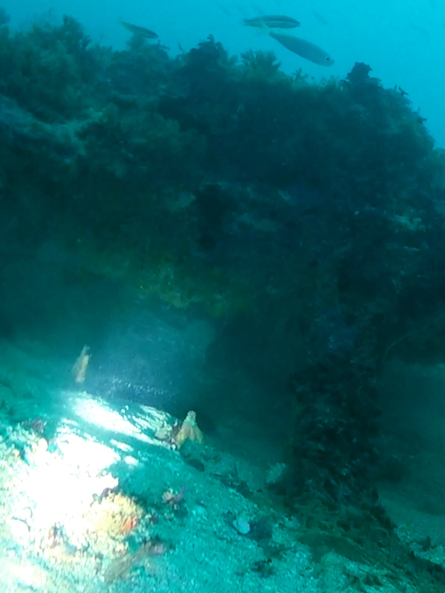 un mero pescado por José Carlos Saez #pescasub #spearfishing #hermanosruizgonzalez #pescasubmarina