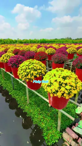 Cúc mâm xôi Hà Lan làng hoa SaDec..#tết 