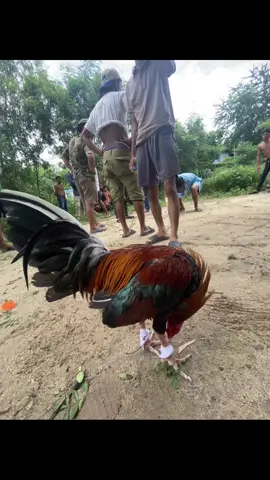 #តាកែវផ្ទះខ្ញុំ #ចិញ្ចឹមដោយក្ដីស្រលាញ់🐓💯✔ 