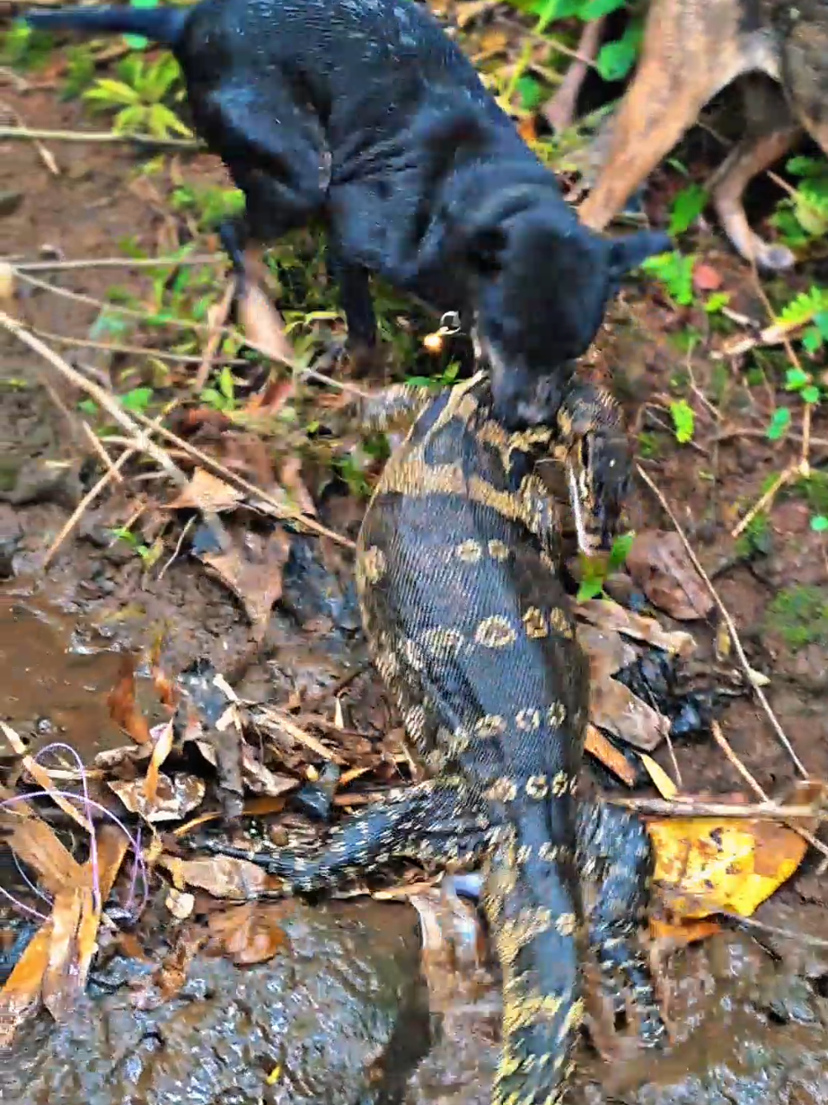 Dog meat Monster #brandafypシ #anjingburuindonesia #nyambek #berburu #fypppp 