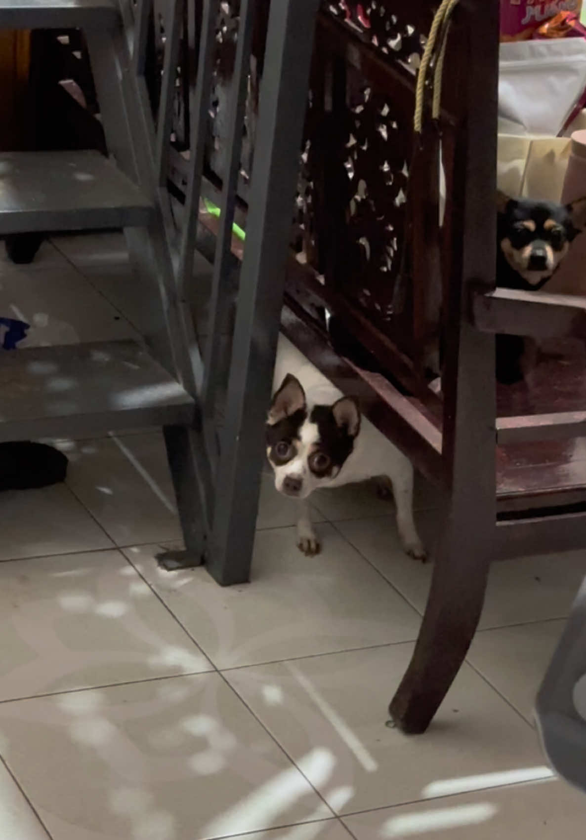 Heheeeeeeeeeeeeee #mia&muoi  #pet 