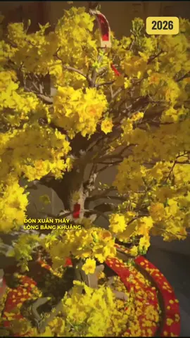 “Mai vàng nở rộ mừng năm mới.   Đào hồng khoe sắc đón xuân sang” #tetnguyendan2026 #caymaivang #hoamaivang #tết #trangtritet2026 