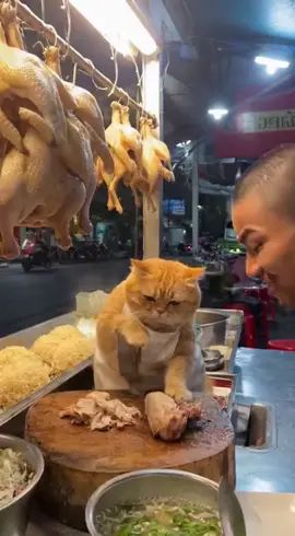 นิ้วเกือบหลุด #กวนตีน #แมวส้ม #ทาสแมว #cat #orangecat 