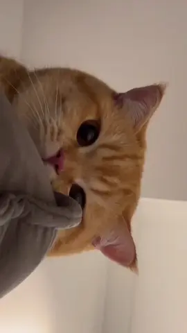 @Hạ Anh 🐈 #camdangyeu🍊 #meodethuong #thucung 