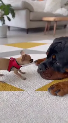 That's it 😂😂 #dog #funny #cute #viral 