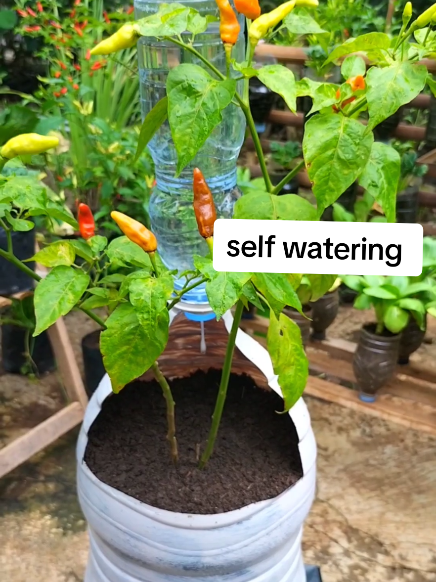 self watering/irigasi tetes  #irigasitetes #selfwatering #berkebun #garden 