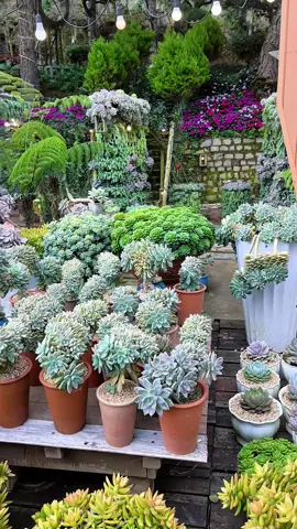 “Giữa bao bộn bề của cuộc sống, Chỉ mong lòng vẫn giữ được chút bình yên.”#xuhướng #caphesenda #ilovetiktok #ixora #ixora 