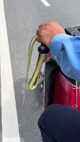 Tao đang ngủ à nha..😒😂#xuhuongtiktok #62longan 