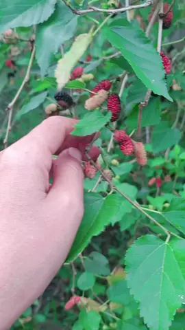 công việc mỗi ngày cứ thế mà mần hong có sẽ buồn lắm luôn.  mọi người mua trái dâu , nước dâu  ,rượu dâu , cây giống dâu tằm , liên hệ em nha . #Xuhuong #tiktokgiaitri #conongdan64 #