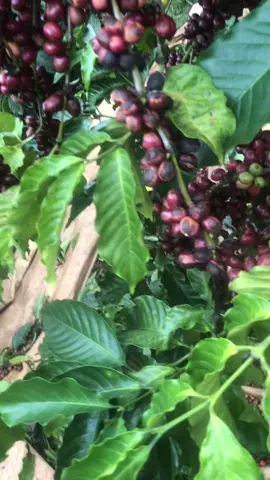 #xuhuong lên đây hái cà phê không bạn #CapCut 