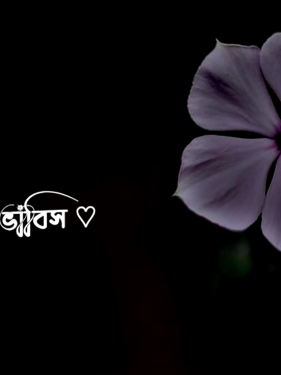 🌼ভাবিস পাখি খুঁজিস আমায় রাইতেরও তারাই🌼😅🎧 . . . #trending #foryou #viral #devilzisan20 #zisaneditor @For You House ⍟ @TikTok @TikTok Bangladesh 