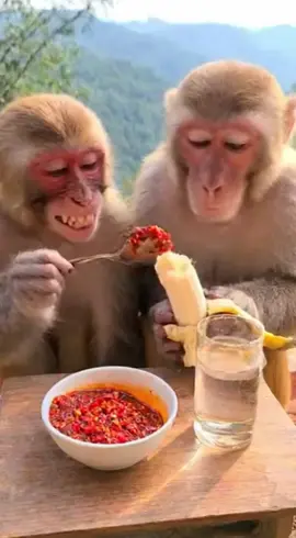 He tried spicy food once… NEVER again 😭🔥🌶️🐒 #MonkeyVibes #SpicyMonkey #FunnyMonkey #MonkeyClips #CuteMonkey   