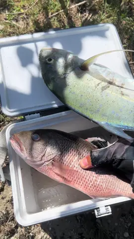 Saltwater X Freshwater 😁👍🏻#fishinglife #acehbesar