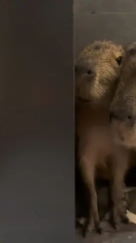 #capybara #peace #loveyou 