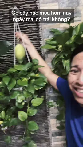 Có cây nào mua hôm nay ngày mai có trái không? #hannguyen 