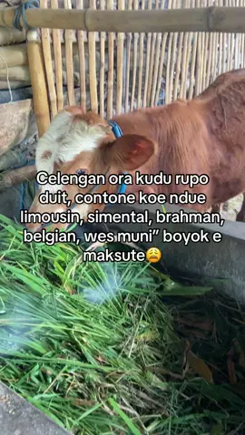 Kemretek😩#peternakmuda #peternaksapiindonesia #pedetan#promomakan1111 #xzbcya 