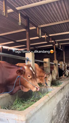 ayemm woo😭 #sobatngaret #peternakmuda #sodiqfarm #sapiqurban #sapiqurban #trending 