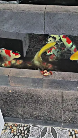 Markas Kaki Petung Farm #CapCut 