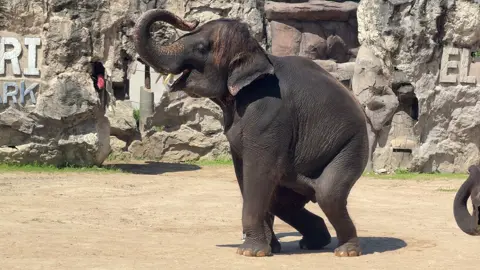 เต้นน่ารักมาก #ช้างเต้น #หัวหินซาฟารี #ช้างไทย 