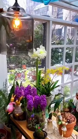 Hoa tiên ông thơm đẹp sẵn nụ 