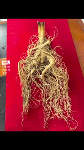 Vương 350g mời các thượng đế cụa em 🧧🧧#xuhuong #trending #samnuitruongbach 