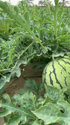 #العراق_السعوديه_الاردن_الخليج 